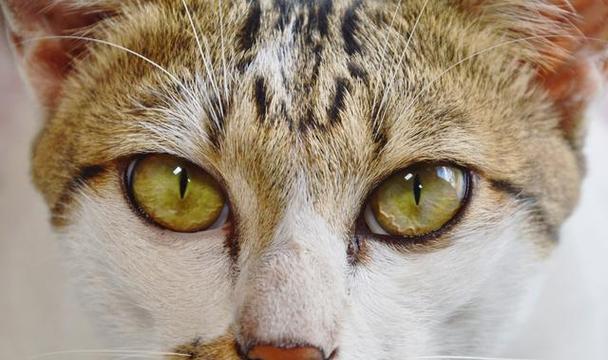 猫咪眼睛里长毛怎么办（宠物养护小技巧）