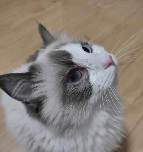 猫咪眼睛湿润的原因与解决方法（从宠物健康的角度看猫咪眼睛湿润的问题）