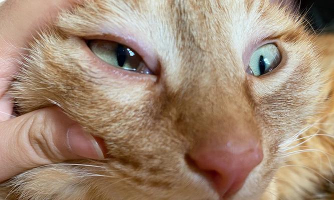 宠物猫咪眼睛溃疡应对措施（如何正确护理患有眼睛溃疡的猫咪）