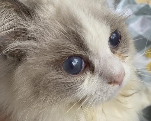 猫咪眼睑内翻手术——解决猫咪眼部问题（了解手术前和手术中需要注意的事项）