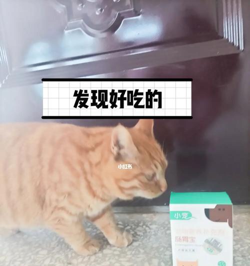 宠物猫需要每天摄取益生菌（为什么宠物猫需要摄取益生菌）