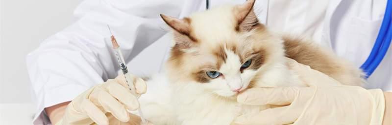猫咪疫苗注射视频教学（教你如何为宠物猫咪注射疫苗）
