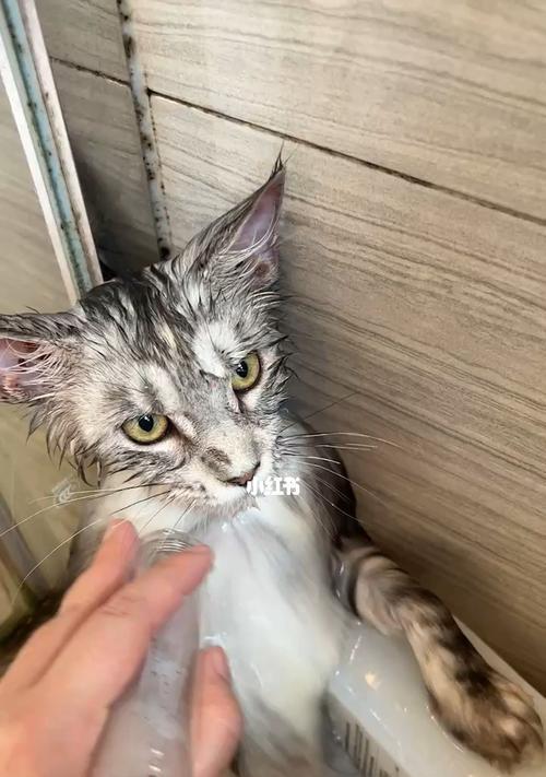 宠物猫咪洗澡的水温（如何为猫咪准备适合的洗澡水温度）