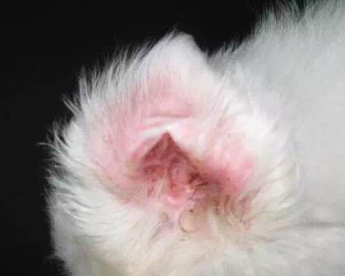 猫咪之间的耳螨传染风险（探究猫咪的耳螨传播途径及预防措施）