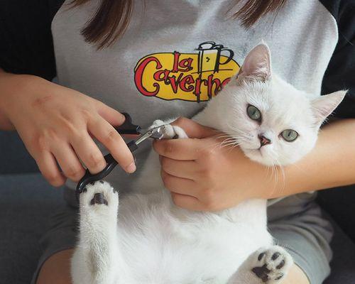如何治疗猫咪指甲断裂（探讨猫咪指甲断裂原因）