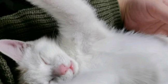 猫咪热鼻热爪，你需要知道的常见症状（探究热鼻热爪的原因和解决方法）