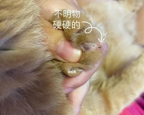 猫咪爪子受伤处理方式（如何给宠物猫咪处理受伤的爪子）