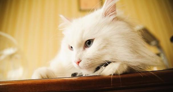 猫咪在家的生活琐事（探究宠物猫咪的日常生活和行为特点）