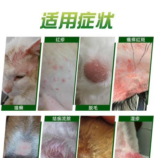 拯救宠物皮肤的秘密——猫咪螨虫皮肤病的治疗方法（以爱之名）