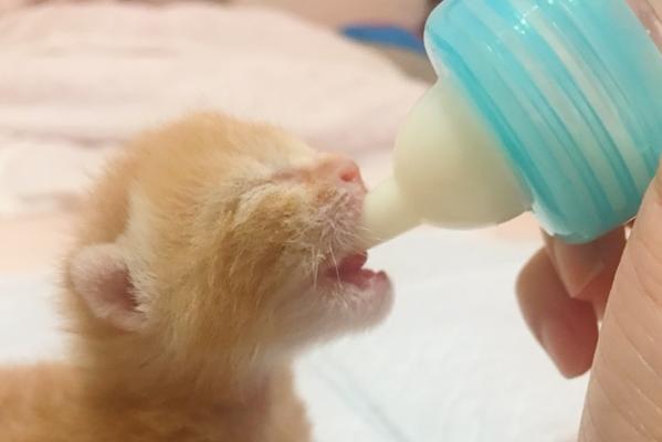 如何判断以奶凉了的小猫咪能否继续喝（宠物护理指南）
