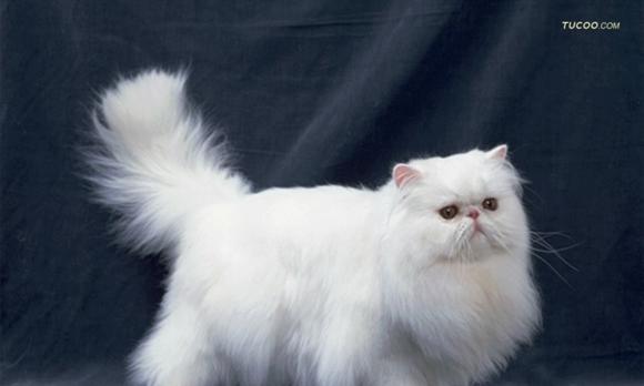 全身洁白的猫-波斯猫（探秘波斯猫的特点和养护技巧）