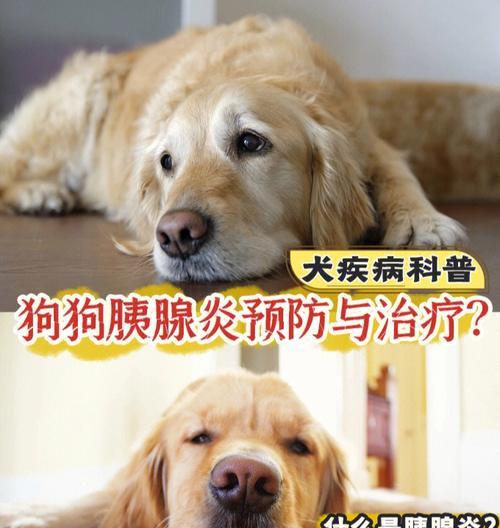 犬急性胰腺炎的症状及治疗方法（宠物主人必读！了解犬急性胰腺炎的症状）