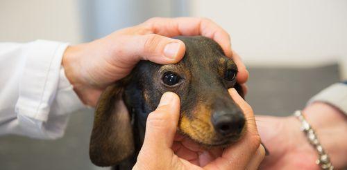 宠物犬瘟热角膜炎的治疗方法（掌握治疗犬瘟热角膜炎的方法）