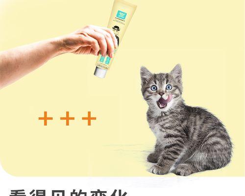 小猫吐怎么办（应对小猫呕吐）