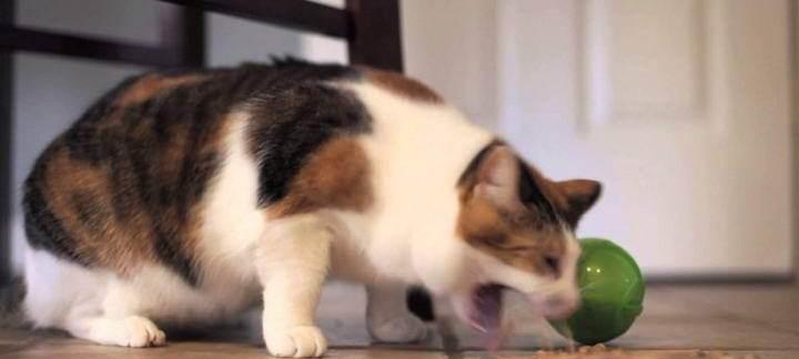 宠物猫咪如何正确使用生理盐水（以生理盐水怎么给猫咪吃为主题的全面指南）