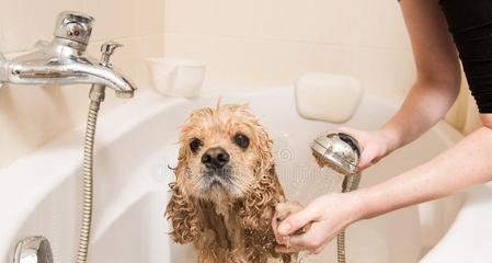 如何确定狗狗的洗澡时间（宠物狗洗澡的注意事项和时间）