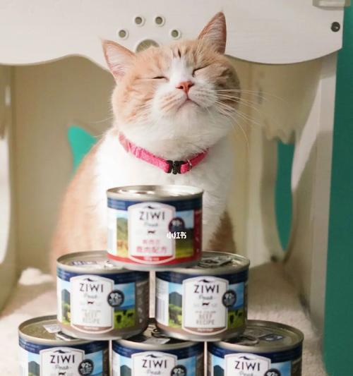 四个月小猫该吃什么猫粮（宠物护理——小猫咪饮食指南）