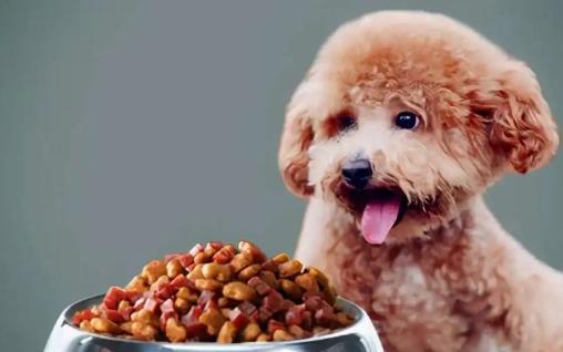 泰迪狗的饮食需求与狗粮选择（营养均衡是关键）