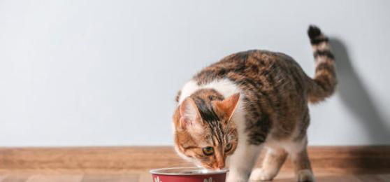 未满月小猫该如何饮食（宠物小猫营养均衡的饮食配方和喂养方法）