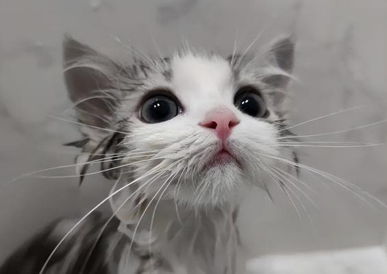 小猫可以洗澡吗（宠物主人必看）
