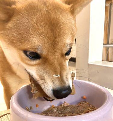 五个月柴犬的狗粮饮食指南（健康成长）