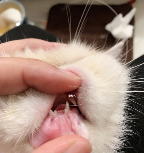 五个月大猫咪牙掉了怎么办（宠物护理必知）