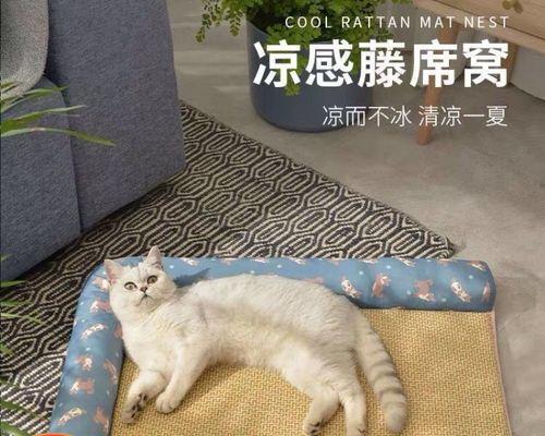 夏天猫咪晚上叫的解决方法（以宠物为主）