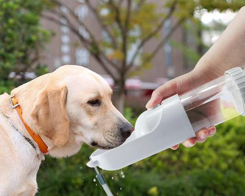小狗不喝水的原因及应对方法（探究小狗不喝水的根源）