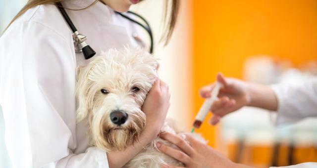 小狗接种疫苗后抽搐，如何应对（宠物抽搐的原因分析及预防措施）
