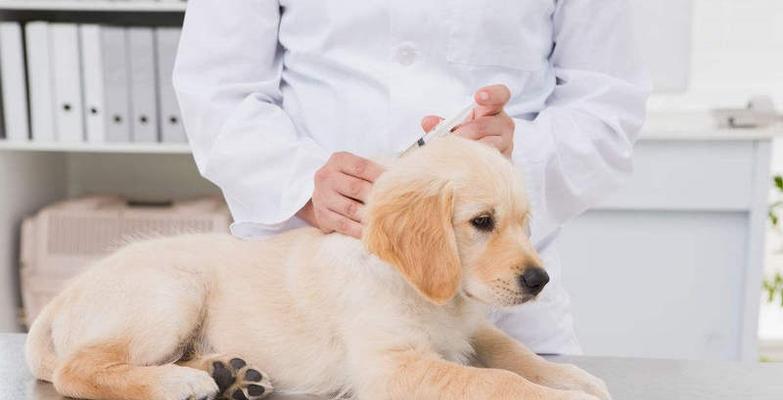 小狗接种疫苗后抽搐，如何应对（宠物抽搐的原因分析及预防措施）