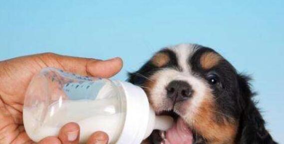 小狗狗的奶粉喝法指南（从选择到饮用）