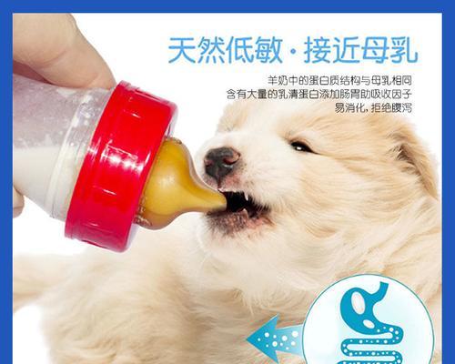 小狗狗的奶粉喝法指南（从选择到饮用）