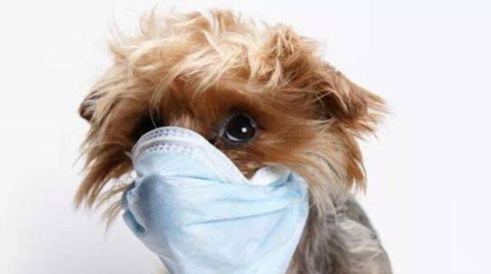 小狗呼噜咳嗽的原因和治疗方法（宠物犬的常见疾病及预防措施）