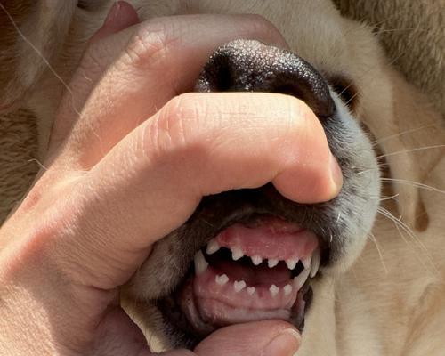 小狗换牙全过程详解（宠物换牙需要注意哪些问题）
