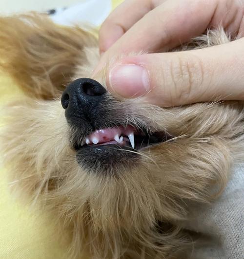 小狗换牙全过程详解（宠物换牙需要注意哪些问题）