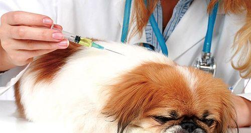 小狗接种狂犬疫苗的注意事项（宠物健康的重要性及接种时间和剂量的问题）