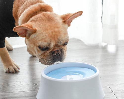 小狗拉稀老喝水的原因及应对方法（宠物拉稀对健康的影响）