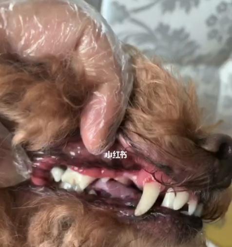 爱宠小狗两个月牙齿护理全攻略（小狗牙齿护理方法）