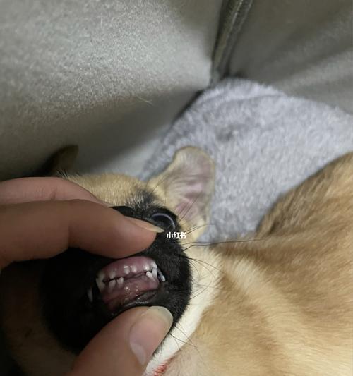 爱宠小狗两个月牙齿护理全攻略（小狗牙齿护理方法）