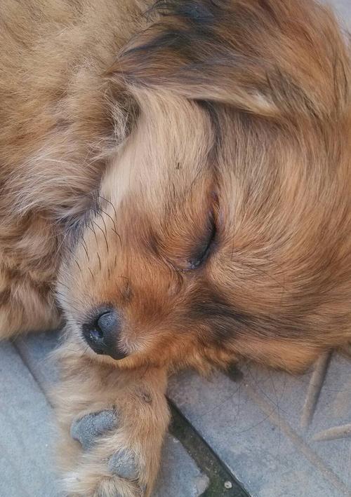 小狗睡觉为什么肚子一直抖动（解读小狗睡觉时肚子抖动的原因与处理方法）
