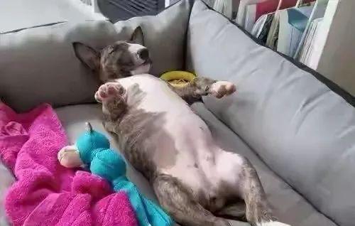 小狗睡觉为什么肚子一直抖动（解读小狗睡觉时肚子抖动的原因与处理方法）
