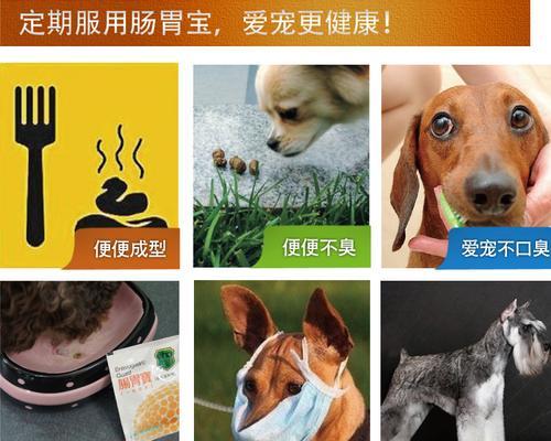 猫咪驱虫药拉肚子的原因与预防方法（宠物家长必看）