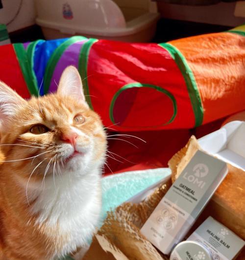猫咪肉垫出现红色瘀血的原因及处理方法（了解宠物健康）