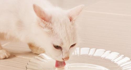 探讨猫咪乳糖不耐症的原因及应对方法（以宠物为主）
