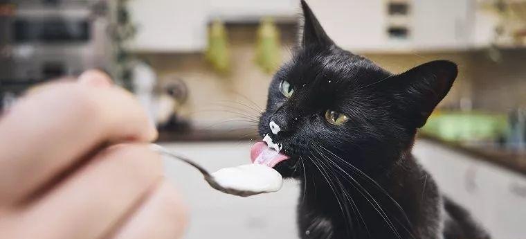 探讨猫咪乳糖不耐症的原因及应对方法（以宠物为主）