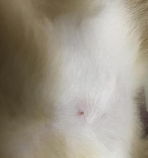 猫咪乳头周围有点点，如何解决（探究猫咪乳头周围点点的原因及治疗方法）