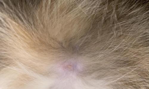 猫咪乳头周围肿胀，你需要知道的一切（了解如何预防和治疗猫咪乳头周围肿胀）