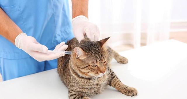 如何缓解宠物猫咪乳腺增生问题（宠物乳腺增生的原因及应对措施）