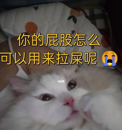 如何处理猫咪软便屁股粘问题（宠物护理技巧）