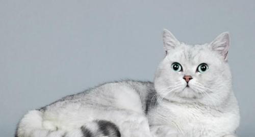 揭秘猫咪软骨病的症状和治疗方法（宠物猫的骨骼疾病）